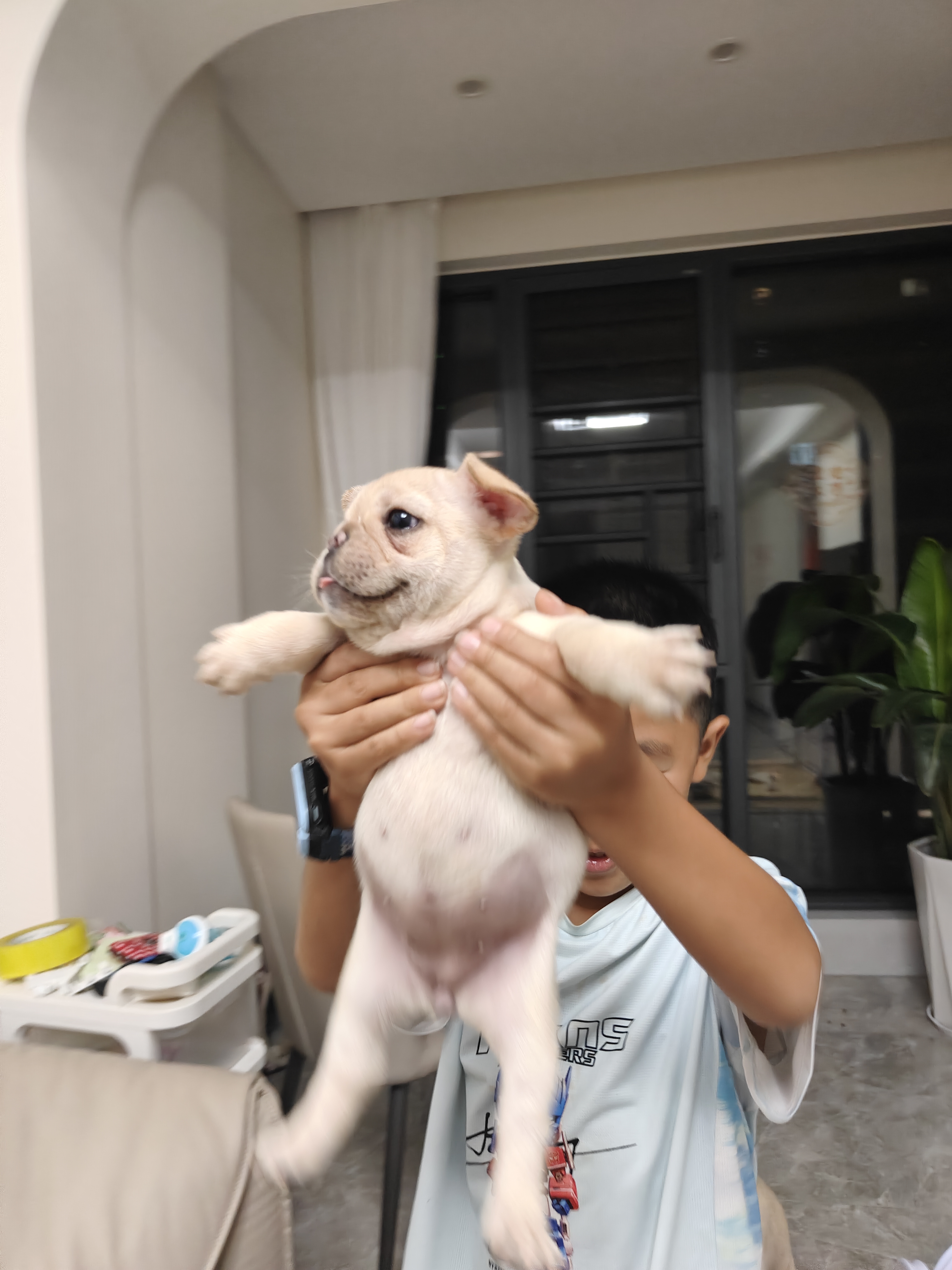 纯种短体法国斗牛犬，自家狗子生的